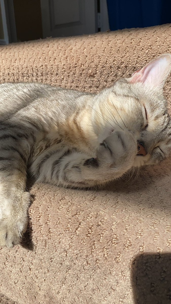 KennaPoulos's tweet photo. Love my pretty boy, Jaxamo, even when he’s meowing at the top of his lungs at 5am 🤦🏼‍♀️😻 #LoveYourPetDay https://t.co/Yu8MooVlos