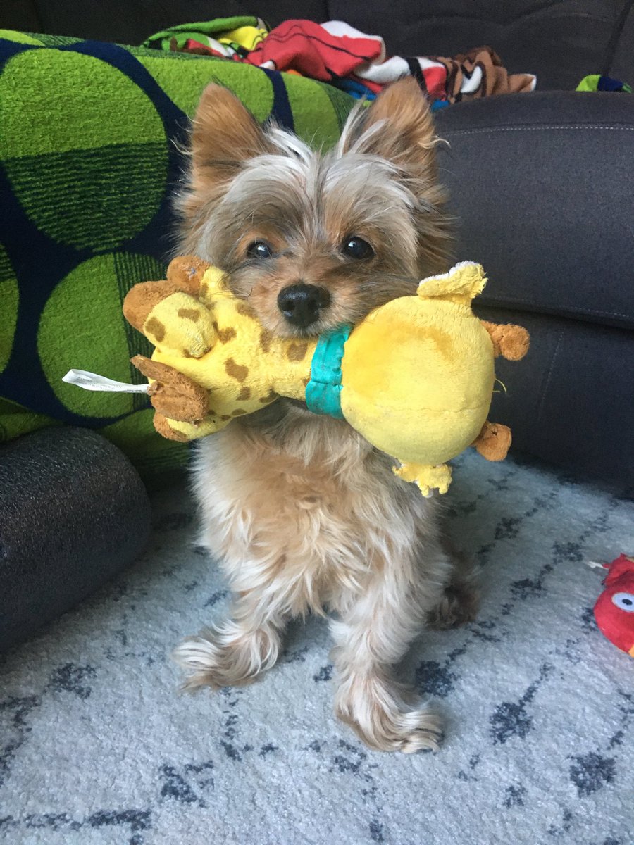 cheryl tachikawa tweet media