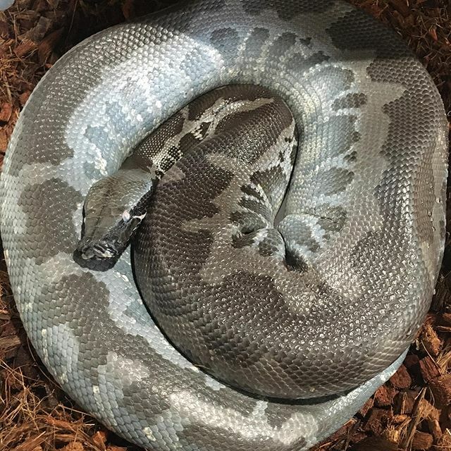 DesignerExotics's tweet image. Deep in shed
.
.
.
#sumatran #notablood #shorttailpython #fatty #designerexoticsreptiles #snakes #reptiles #reptilesofinstagram