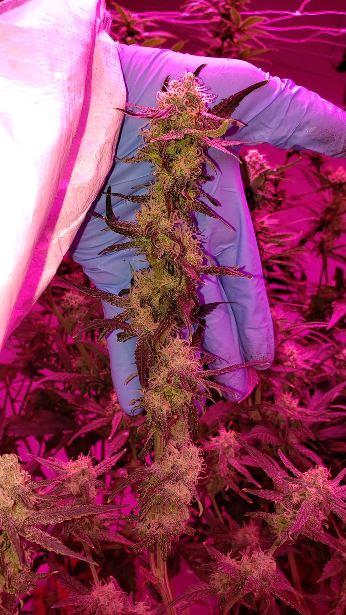 _NativeGround_'s tweet photo. Fruity Pebbles after defoliating. Colas popping more. Definitely not easy work, but definitely worth it if you are passionate about it. I love these little guys. #WeedLovers #GrowYourOwn #CannabisCommunity #CBD #THC #Marijuana #okstate #Weed #NGGC #cbdlife #cannabisculture https://t.co/SS1NJ0UFSc