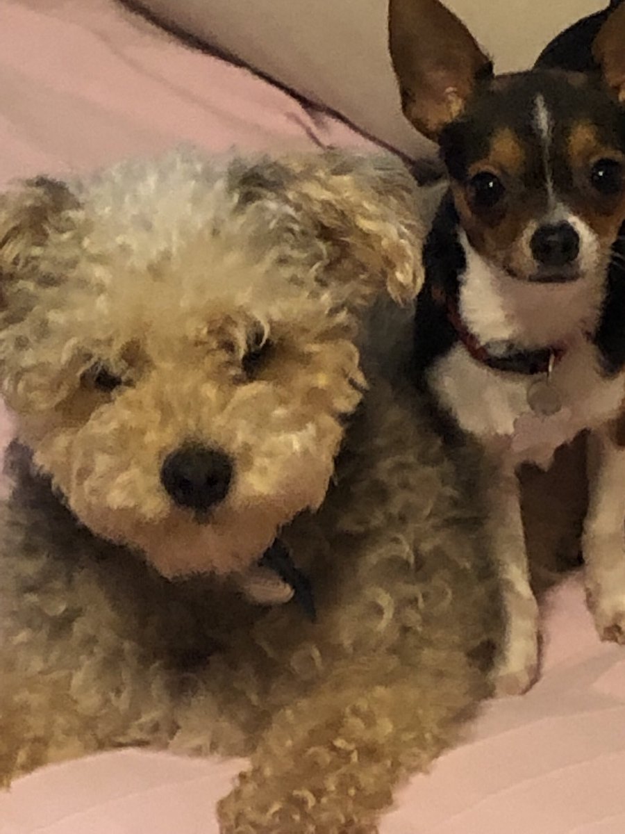 lorea908's tweet photo. @TMXCompanies My sweet sweet Pups Chewie and Pepito https://t.co/cXRSbTF18F