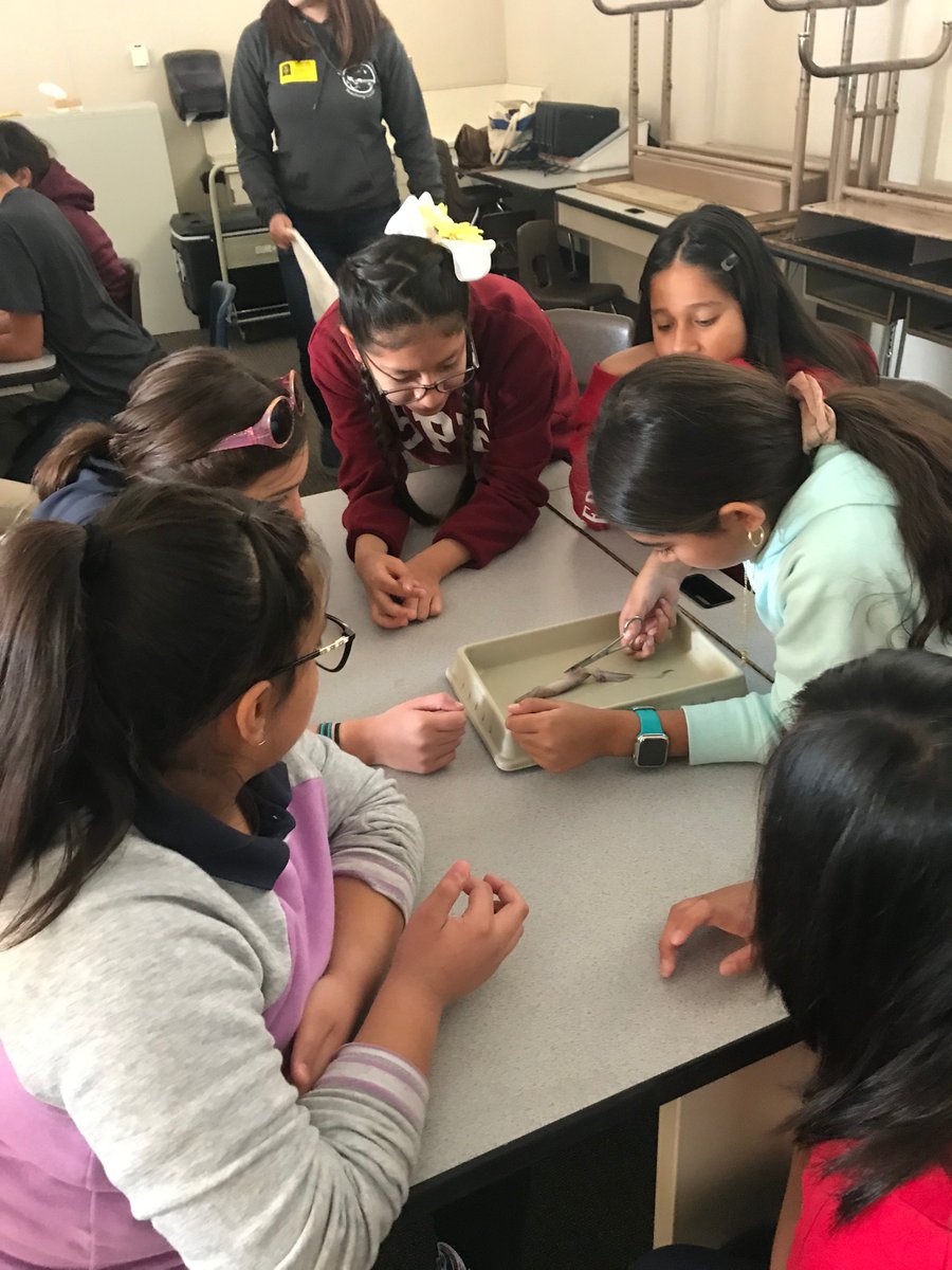LoaraElementary's tweet photo. Squid dissection in action, our students learn the basics of squid anatomy and physiology by conducting a squid dissection. What an experience!
@AnaheimElem #squiddissection @LoaraElementary #loaraleopards #roundhouseaquarium https://t.co/qL3SuyW6uL