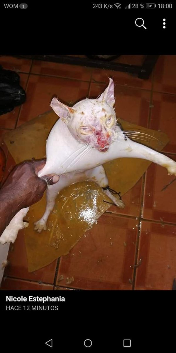 ErwinSenderismo's tweet image. Colegas @PDI_CHILE me ha llegado esta información, sobran comentarios, favor realizar las pesquizas a qué de lugar.
#MaltratoAnimal