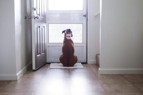 HomeProServs's tweet photo. #WelcomeHome! New address, same greeting! #LoveYourPetDay The home inspection gets you there with peace of mind! #HomeSweetHome #ThursdayThoughts #ThrowbackThursday https://t.co/plZ5AngXre