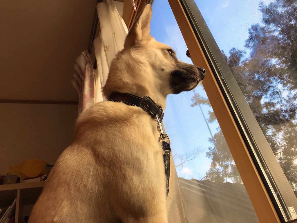taisyun1022's tweet photo. お寺の番犬(?)レンくん。六ヶ所村の山で保護され、普賢院にやってきました。窓から外を眺める姿には、凛々しさが感じられます。
#普賢院 #八戸 #お寺の番犬 #templedog https://t.co/NP6RebAUip