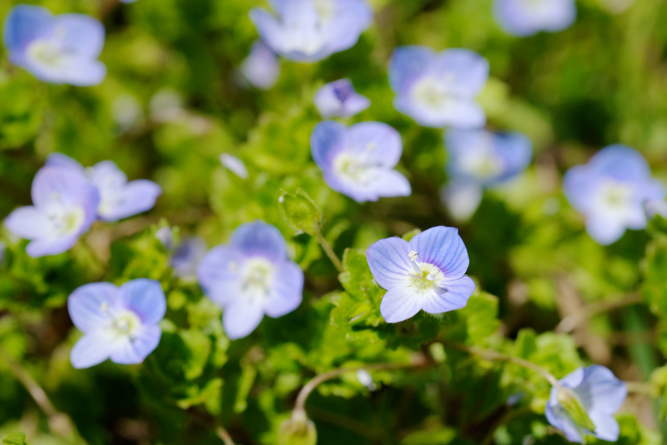 تويتر 暦生活 こよみせいかつ على تويتر オオイヌノフグリ 旬の花 春になると 小さなかわいい青い花をたくさん咲かせてくれます 散歩するのを楽しくさせてくれる花 花には蜜があり 虫や鳥などが好んで集まります 雨水 暦生活 T Co Yeg0iatrdb