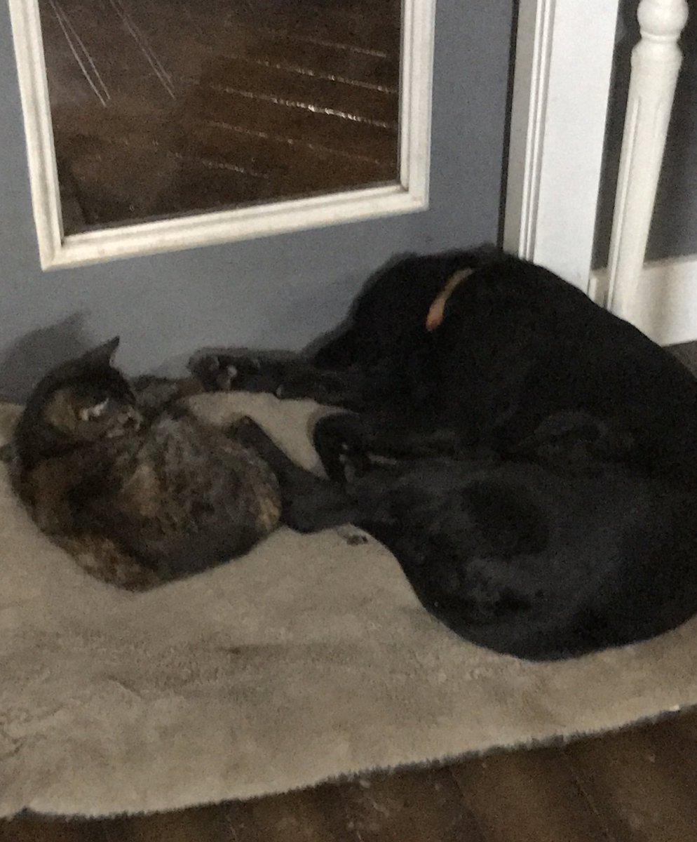 Patriots4Ohio's tweet photo. @mdrayer1 Cant we vote for both ? π
#trainedcat&dog https://t.co/AOLTeEZ85z