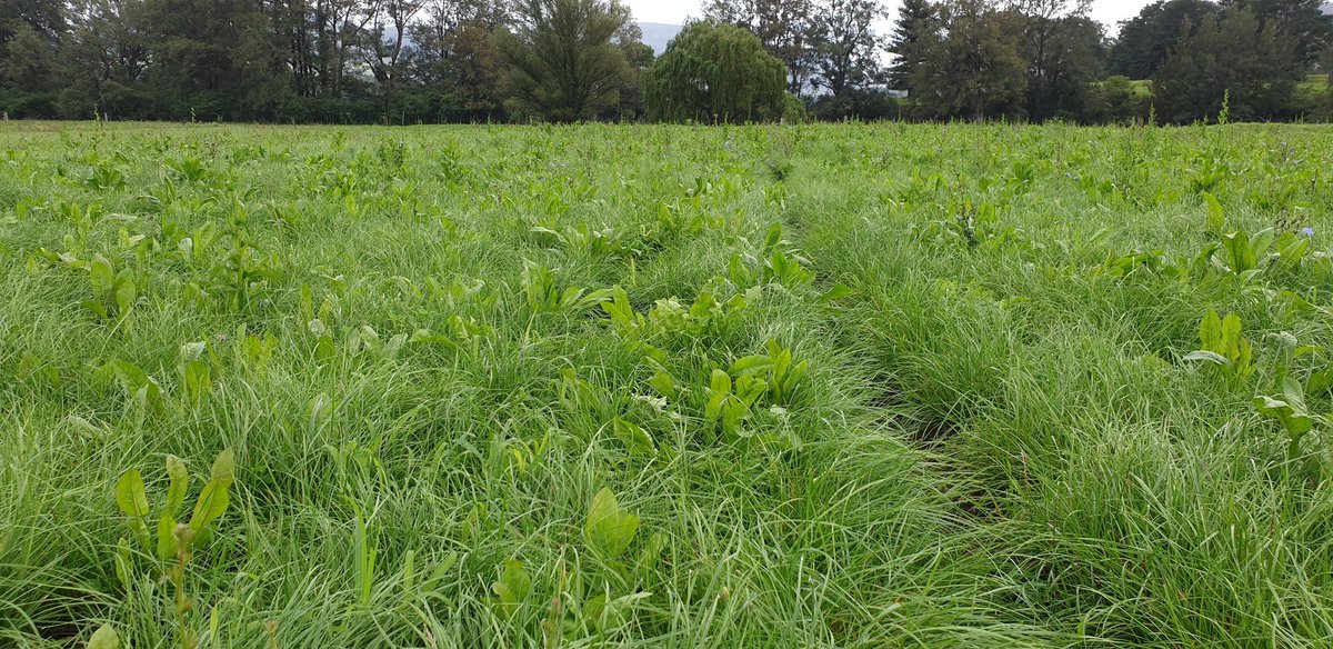 alexjgood11's tweet photo. 2nd year of BaseAr37 Ryegrass looking strong after a very tough summer with no irrigation! Good to see the Legacy white clover, Astred red clover and Puna 2 Chicory join the party with some great summer rain!
#ryegrass #pasture #beef #dairy https://t.co/BxPoOWJ7gD