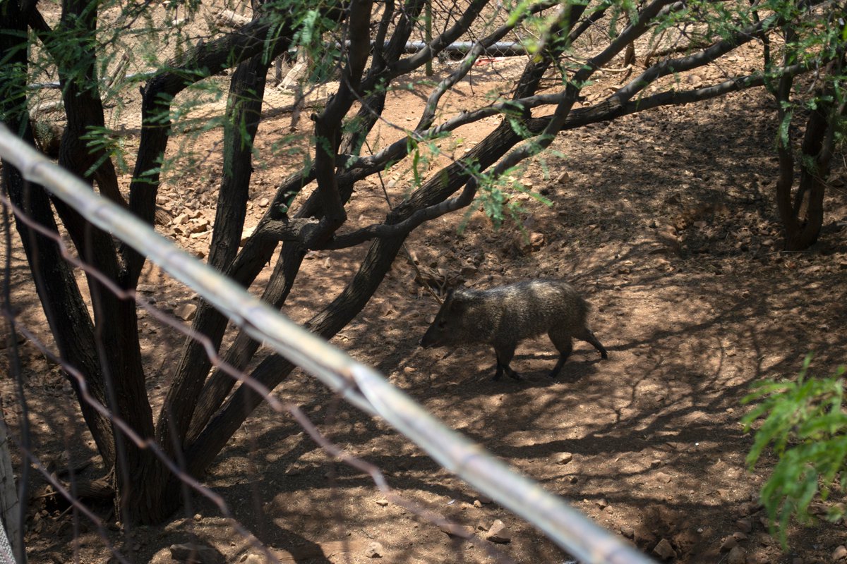 ZacatecasTravel's tweet image. 👷‍En el Parque Ecológico Mina Turística Fresnillo en tu viaje a #ZacatecasDeslumbrante también puedes lanzarte de la tirolesa o dar un paseo en 🛶kayak. También es hogar de un pequeño centro de rescate de animales salvajes; 🐯 tigres de bengala, leones, coyotes, halcones y más.