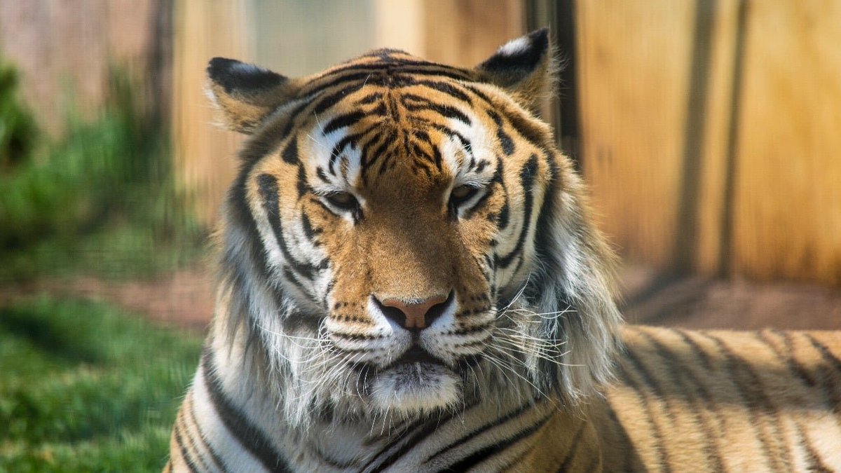 ZacatecasTravel's tweet image. 👷‍En el Parque Ecológico Mina Turística Fresnillo en tu viaje a #ZacatecasDeslumbrante también puedes lanzarte de la tirolesa o dar un paseo en 🛶kayak. También es hogar de un pequeño centro de rescate de animales salvajes; 🐯 tigres de bengala, leones, coyotes, halcones y más.