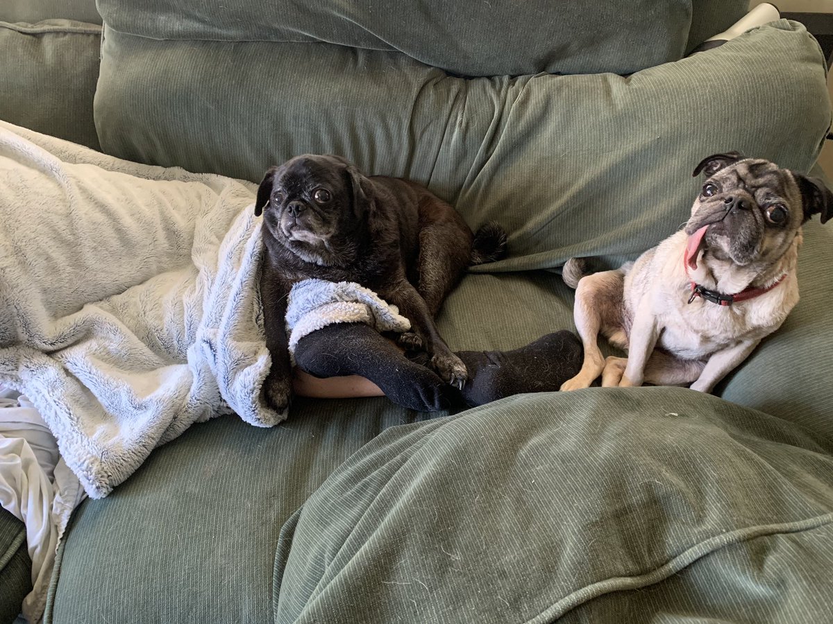 SirMagicChicken's tweet photo. #NationalLoveYourPetDay What’s keeping me not only sane but also alive. #Pug #PugsOfTwitter #Mopse #MopseOfTwitter #Doguillo #Carlino #Carlin #PugNotDrugs #puglife #PugLove #PugTongue https://t.co/krQNVuY1ur