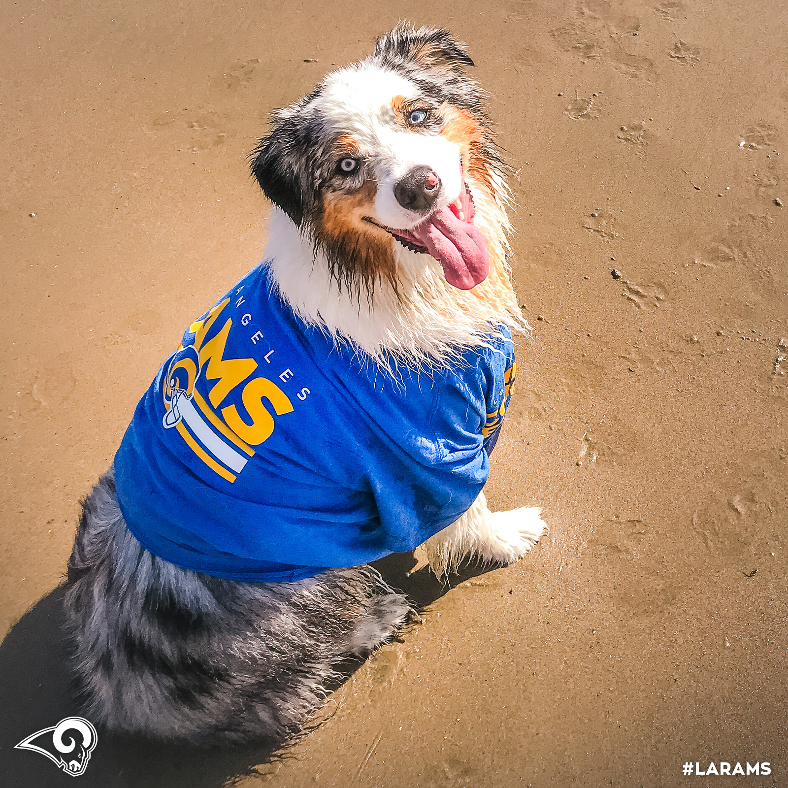 la rams dog jersey