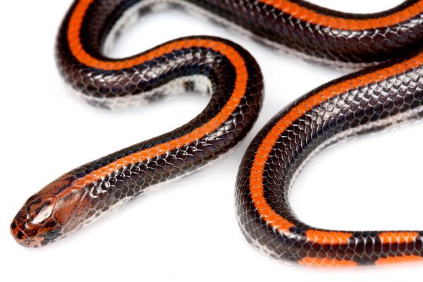 bungarus666 毒ヘビ全書出版おめでとうございます。本当にすごい本です