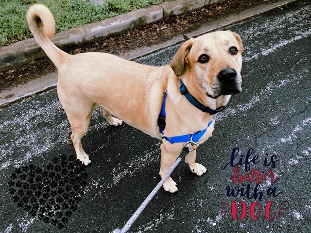 GameTimeDog's tweet photo. Rainy days can’t keep us inside! 😉 #rainyday #labmix #austintx #512dogs #letswalktogether #gametimedogservices #happythursday #lovemyjob https://t.co/77sSgLyAfS https://t.co/oIjNqK5fvj