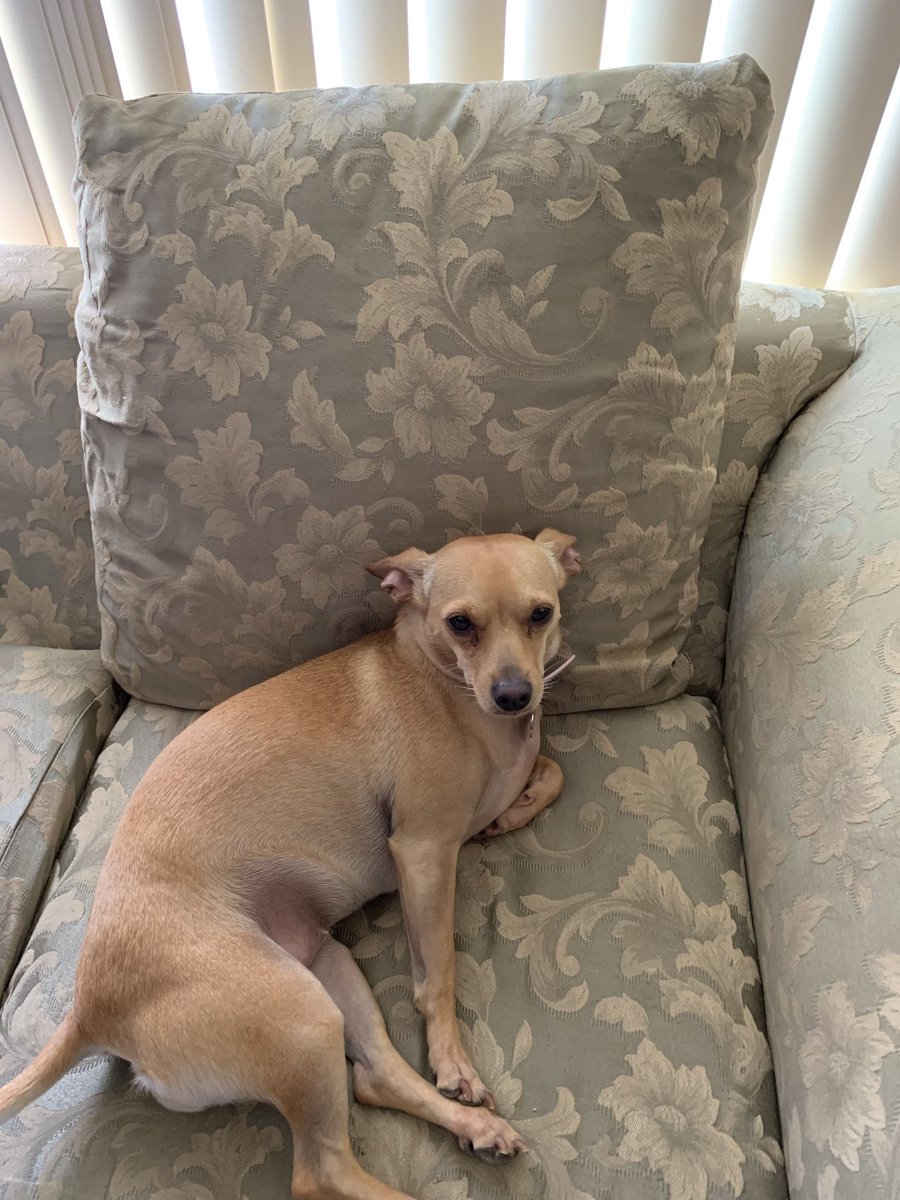 teeba415's tweet image. Happy #LoveYourPetDay! This is Stella Bella. She rescued us about three years ago.