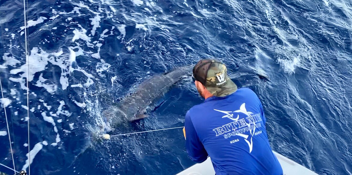 The Bite Me 6 releasing this beautiful 200lb pacific Blue Marlin 
#hawaii #fishing #konacoast