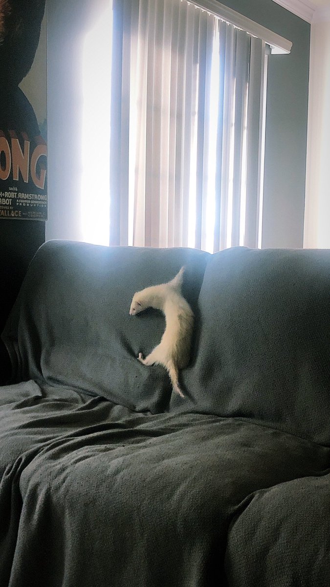 CheriBbe's tweet photo. ...Fred seems to think he is Spider-Man now. 🐾🕸🕷 #ferretlife https://t.co/Th8bRX9maI