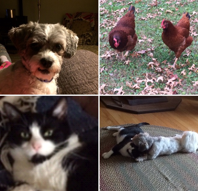 105April's tweet image. Happy #nationalloveyourpetday
My little zoo