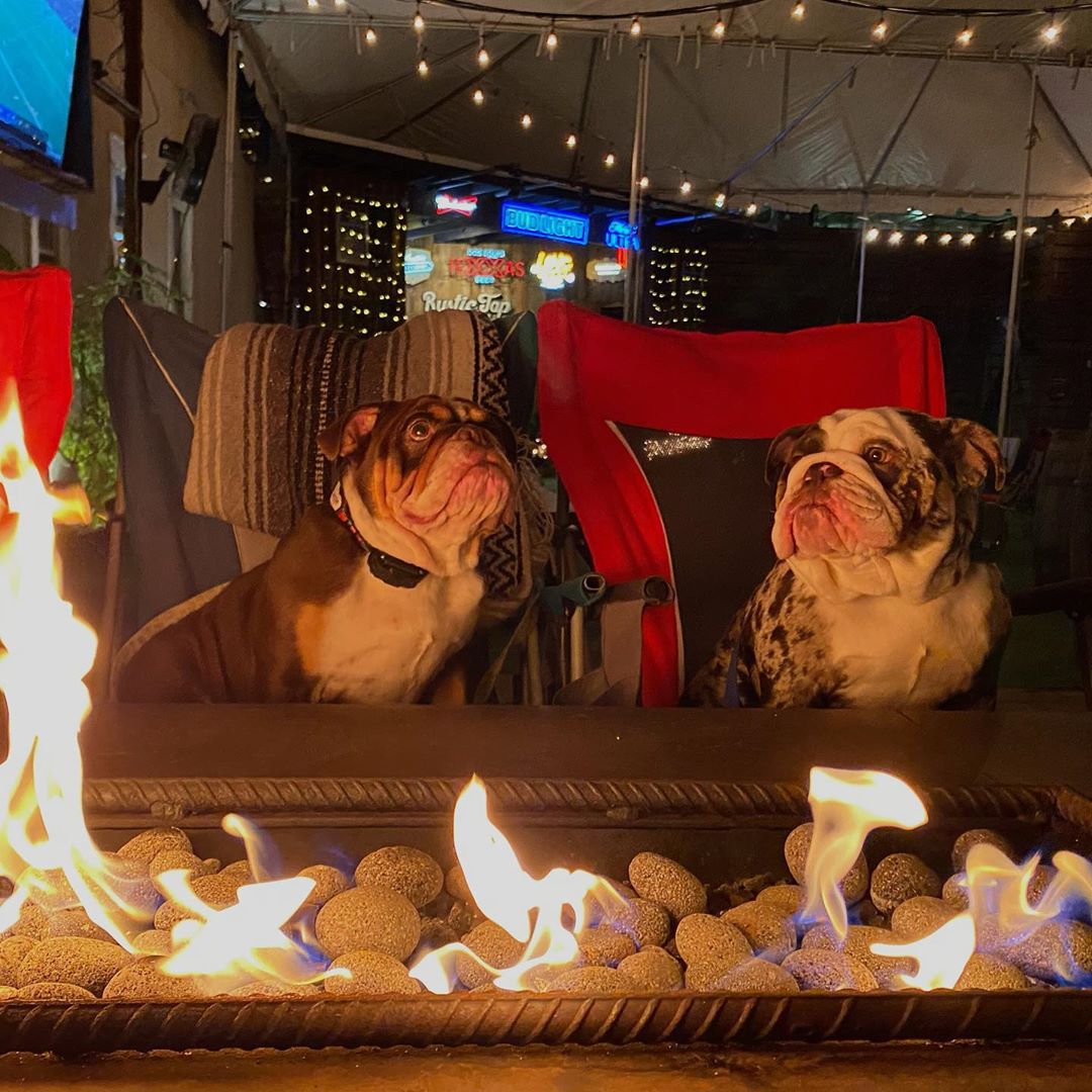 "How many dog years do you think it would take us to get to the moon?"