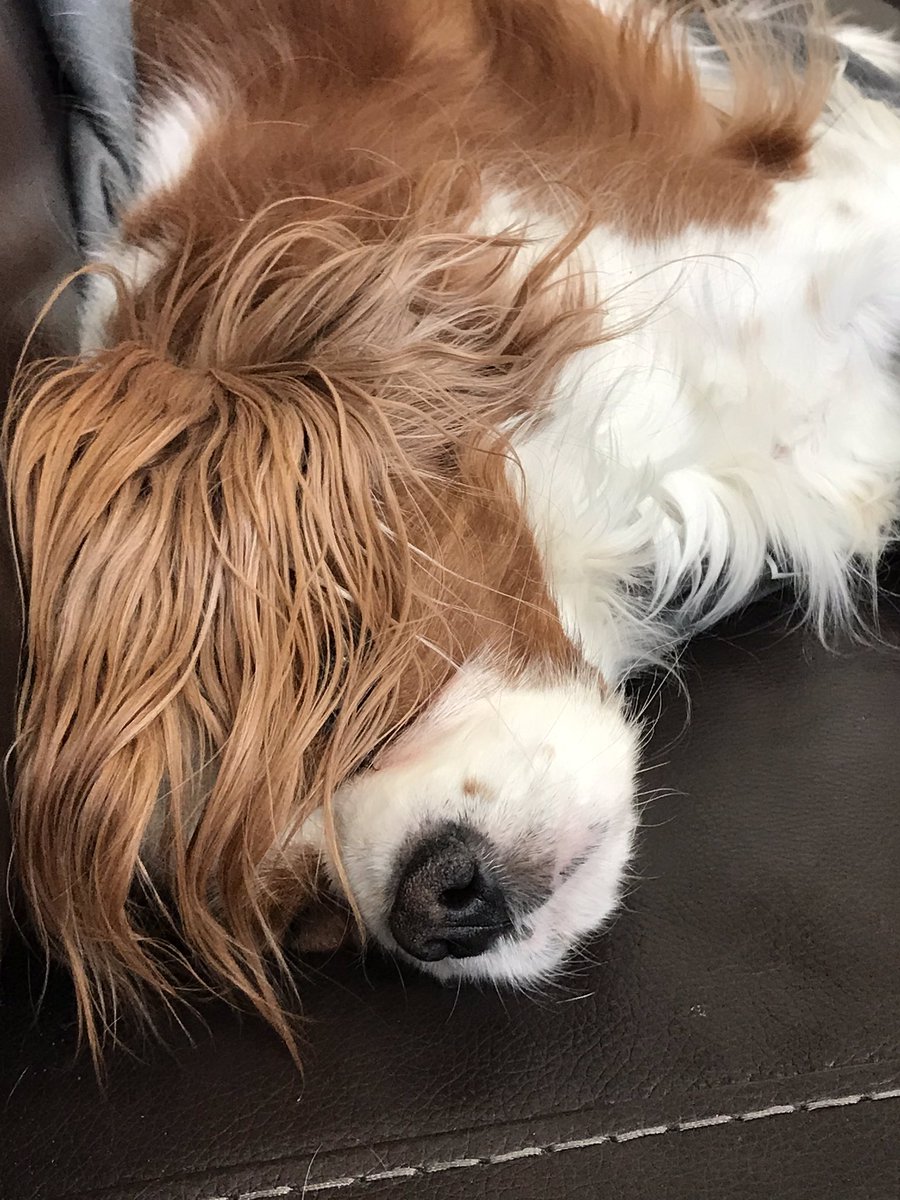 CavKingToby's tweet photo. Is it Friday yet?  #cavsoftwitter #cavpack https://t.co/Pj83VBdZJq