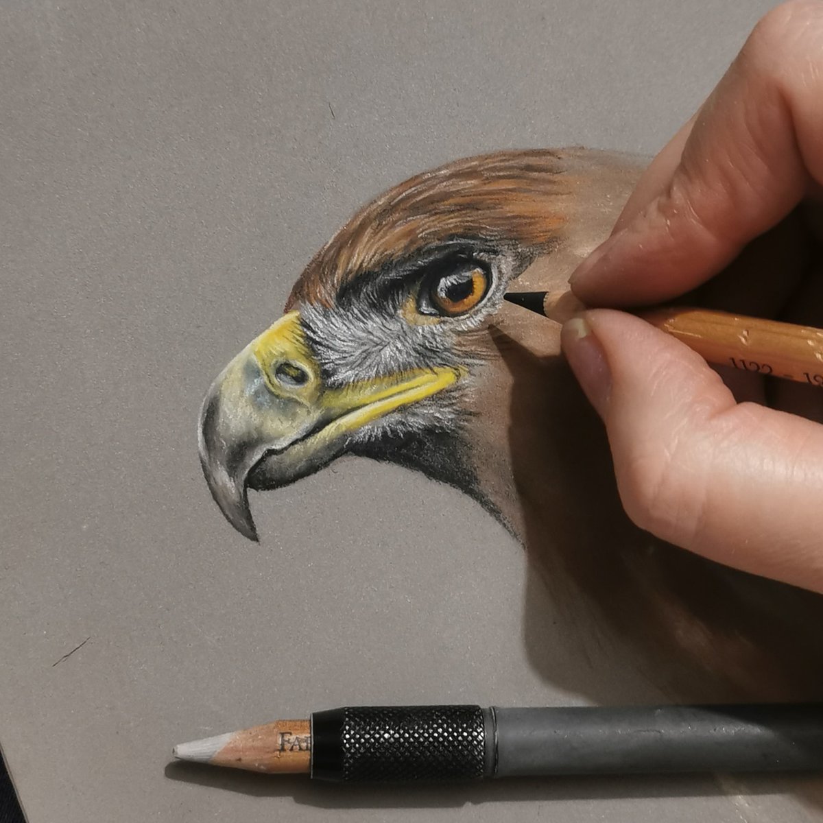 King28Sarah's tweet image. Golden eagle.. Work in progress 🦅

#goldeneagle #birdsofpray #pastels #art #wildlifeart #workinprogess #eagle #birds #yorkartist #Predator