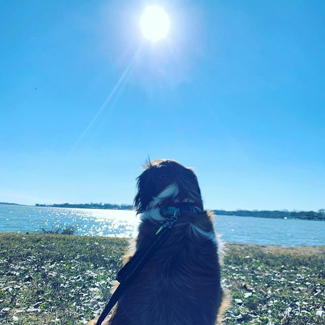 Earth Doggy tweet media