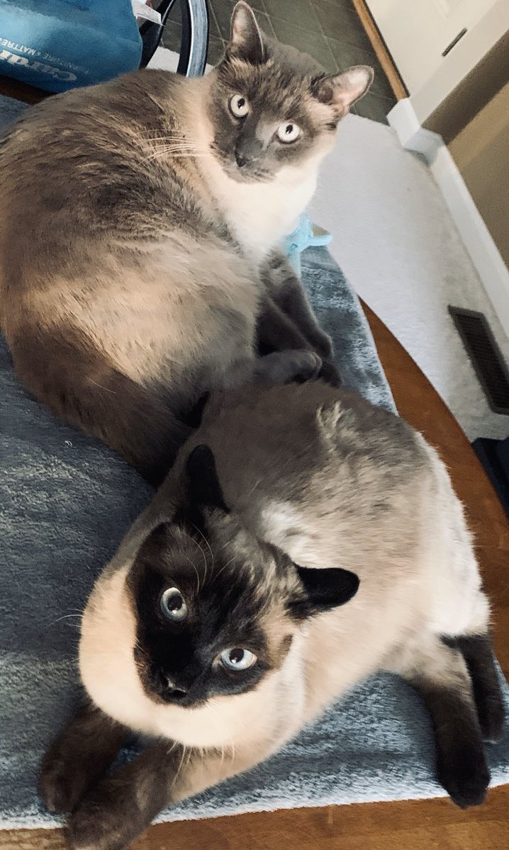 RealJaymatthews's tweet photo. My fellas #LoveYourPetDay #CatsOfTwitter Brothers hanging out after breakfast 😻😻 https://t.co/VQ7lV4Fsps
