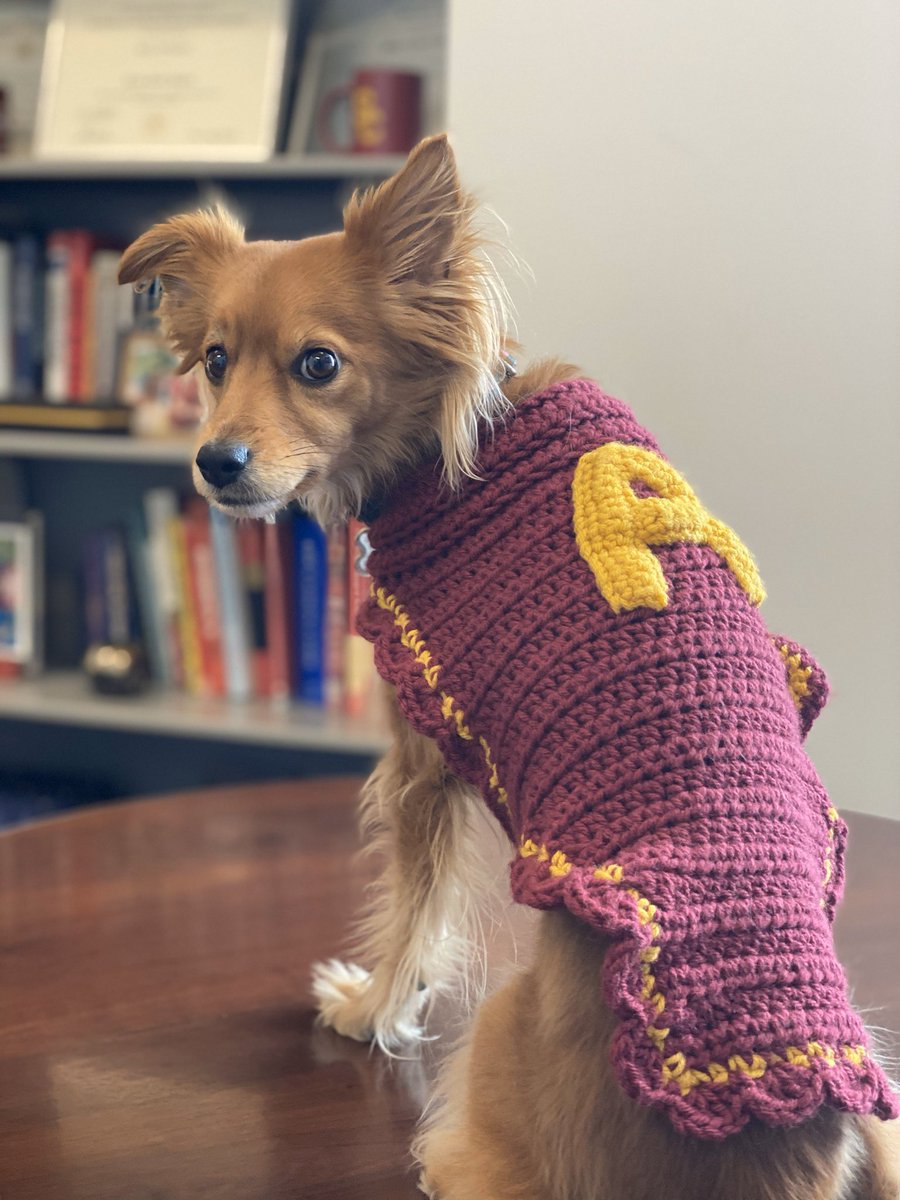 Today is National Love Your Pet Day.  Lola is modeling her Arcadia pride sweater which was crocheted and gifted to her by Debbie Thomas.  <a href="/ArcadiaUnified/">Arcadia Unified</a>