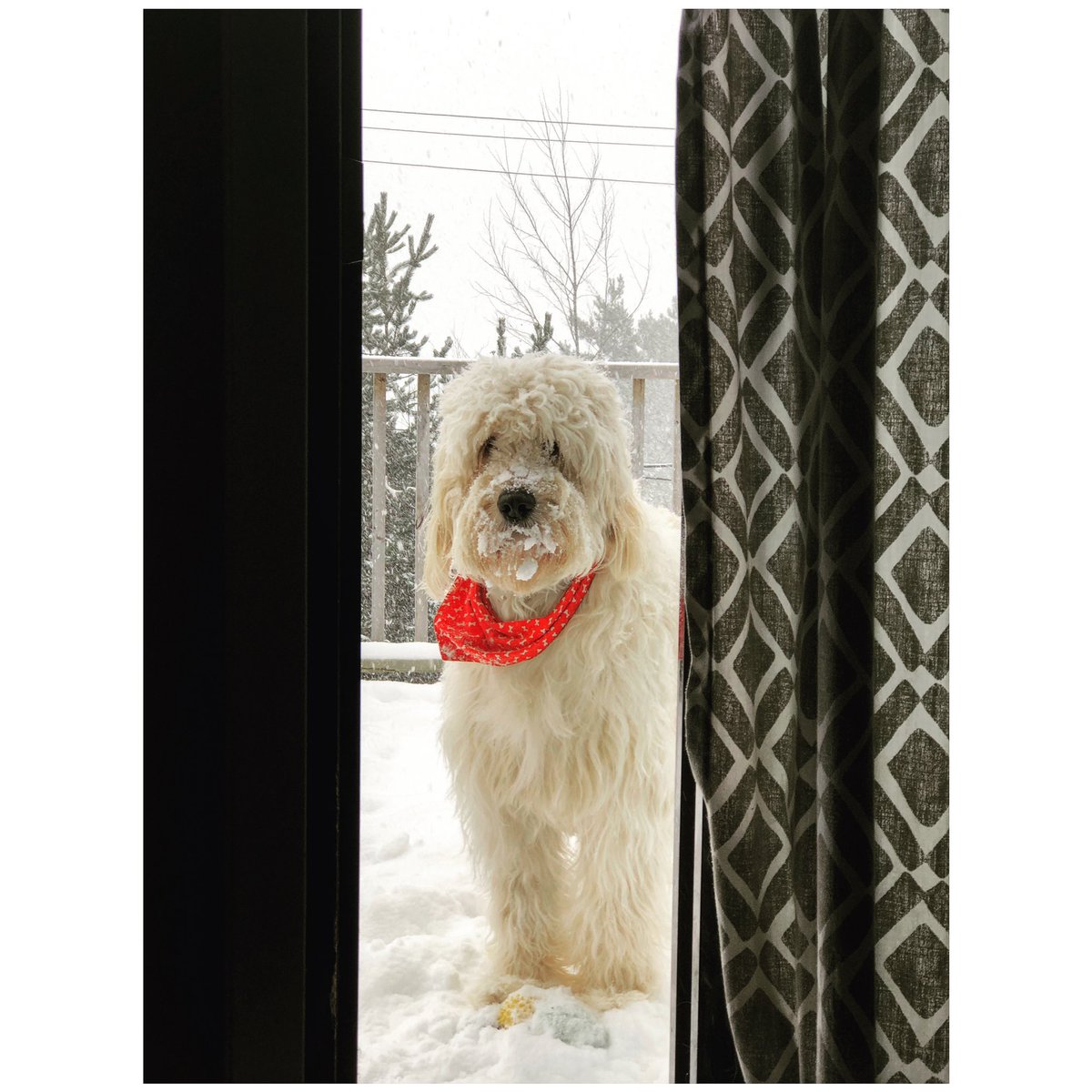 KristaLKellyy's tweet photo. Whatโs happening? Itโs -29 and my dog is an asshole and wonโt come inside #doodleproblems https://t.co/cajZJQhkn7