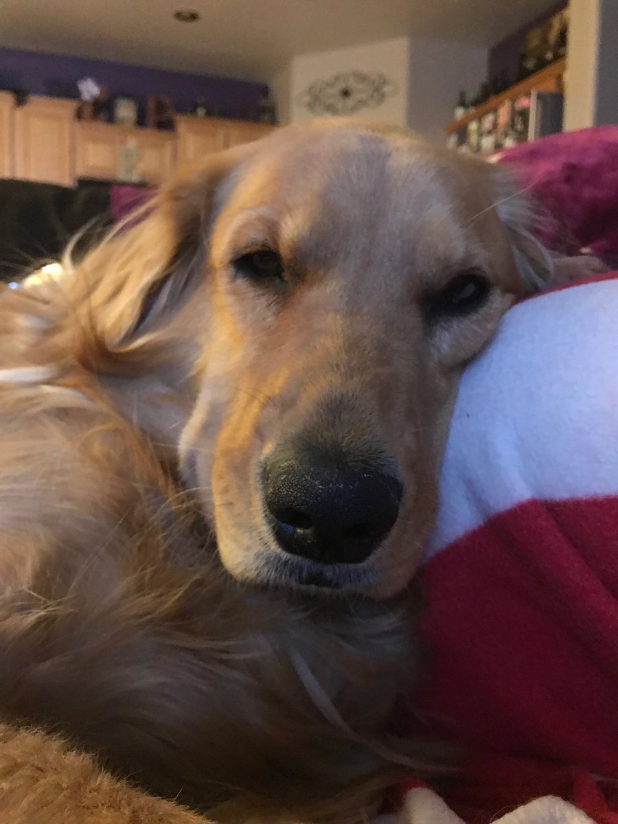 CHarmon823's tweet photo. How can you say โnoโ to this face?!? ๐๐ #LexiBaby #NationalLoveYourPetDay https://t.co/qjUdKqgyAI
