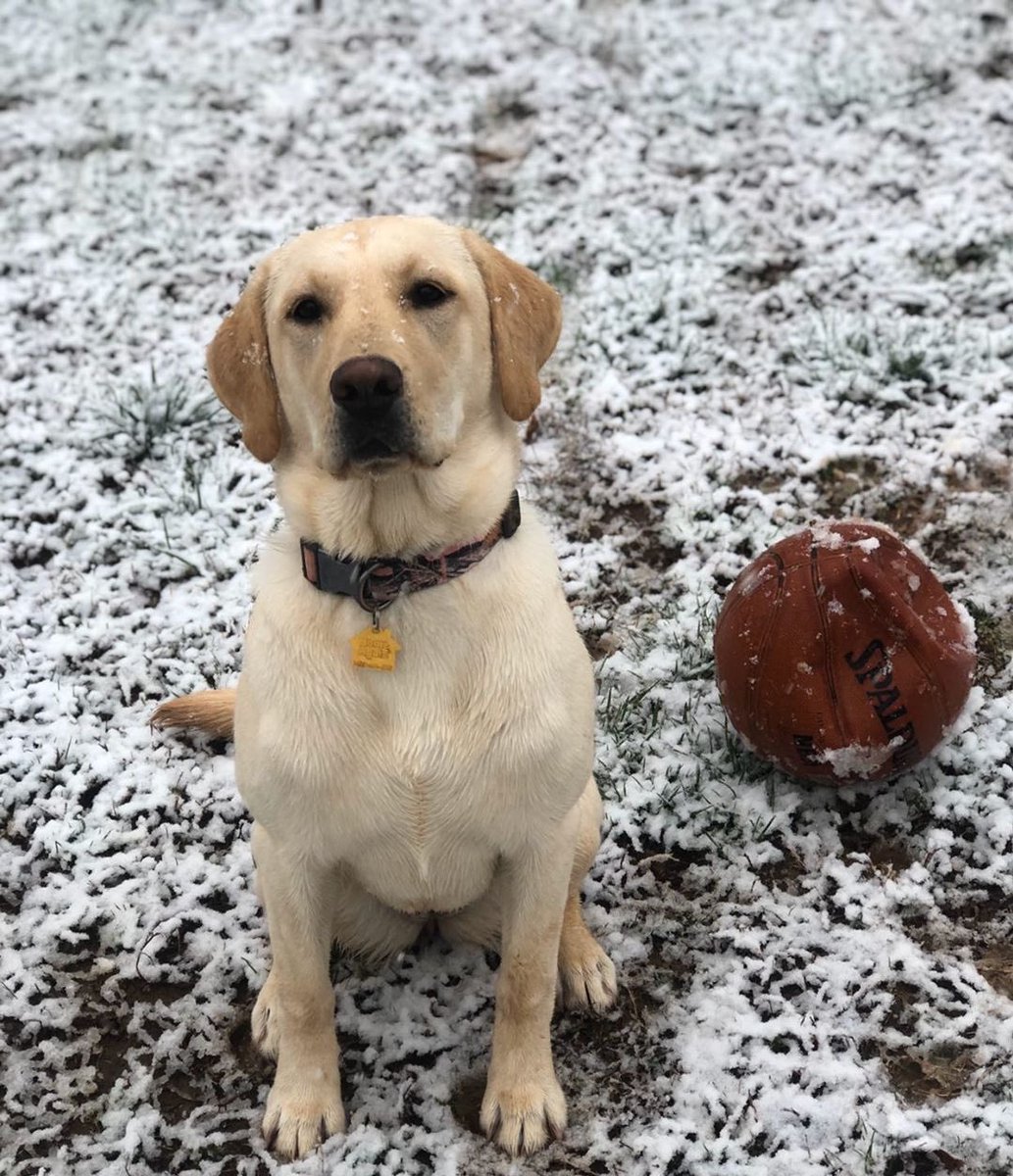 CMorganWX's tweet photo. I’m a dog lover. And I love snow too. So this picture that Meredith Priest in Asheboro sent me is wonderful!

It’s her dog Mia’s first snow! 
#SnowOn2 https://t.co/P8rfuU8JIa