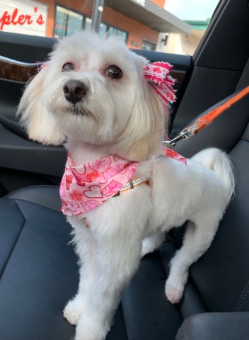 TigardOR's tweet image. It's the first dog of Tigard. #LoveYourPetsDay Mayor @JasonSnider2