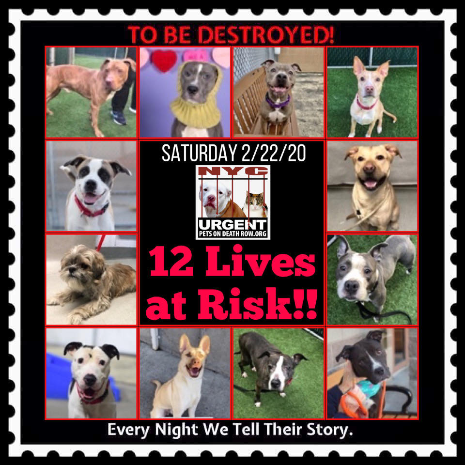 Urgent Death Row Dog on Twitter: Urgent Death Row Dog on Twitter: