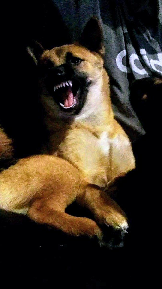 The beautiful Kiko! #LoveYourPetDay 😂