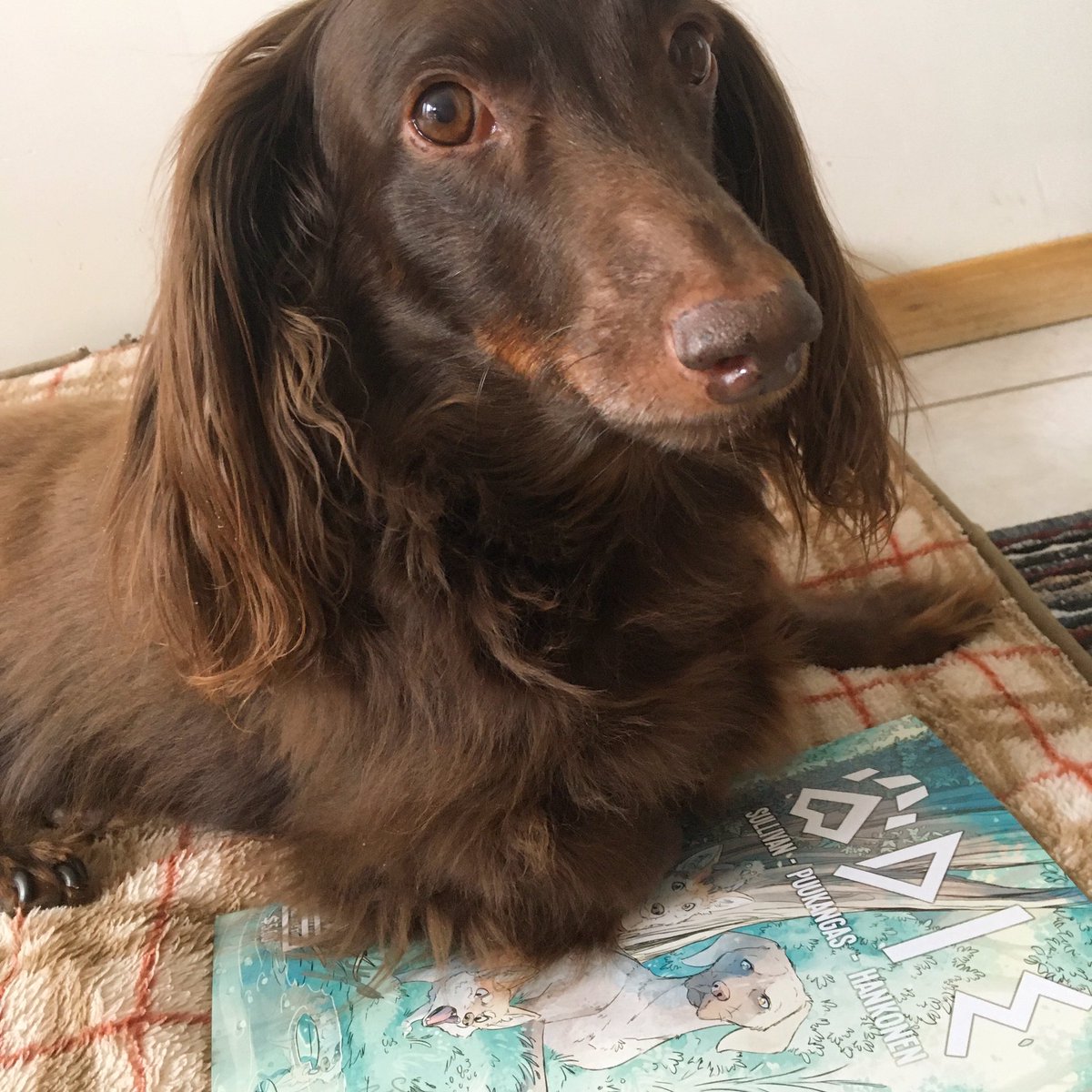 miserbale's tweet photo. “I will always read a story about a dog with short legs.” (Odie 2 arrived today, yay!) @Sully_Writes @ElliPuukangas https://t.co/eW3hWNah2X