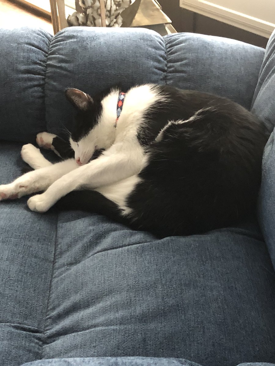 fhpdj's tweet photo. How can this be comfortable? #patches #CatsOnTwitter https://t.co/EVGw2l1LWm