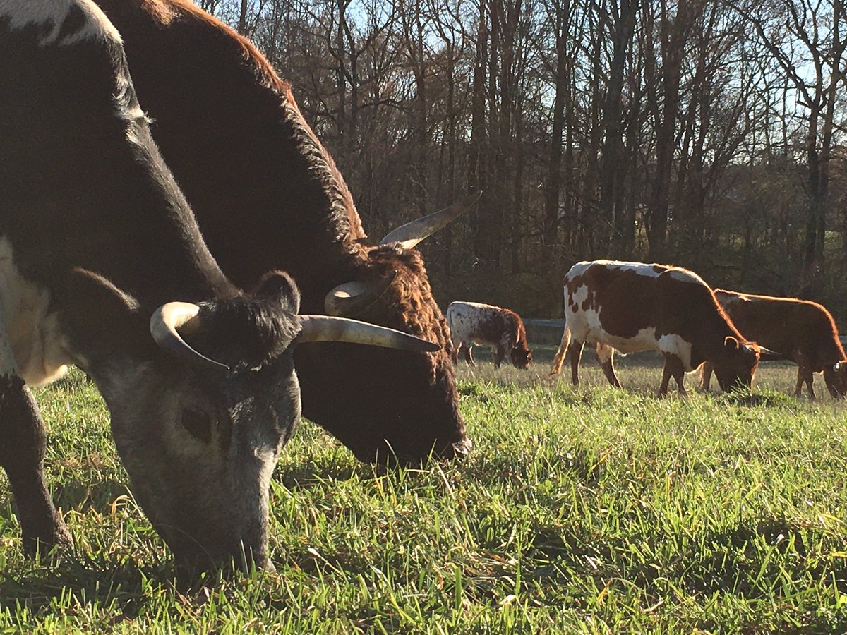 Pineywoods cattle are heat tolerant, disease resistant and thrive on a variety of forages.

#PineywoodsCattle #farming