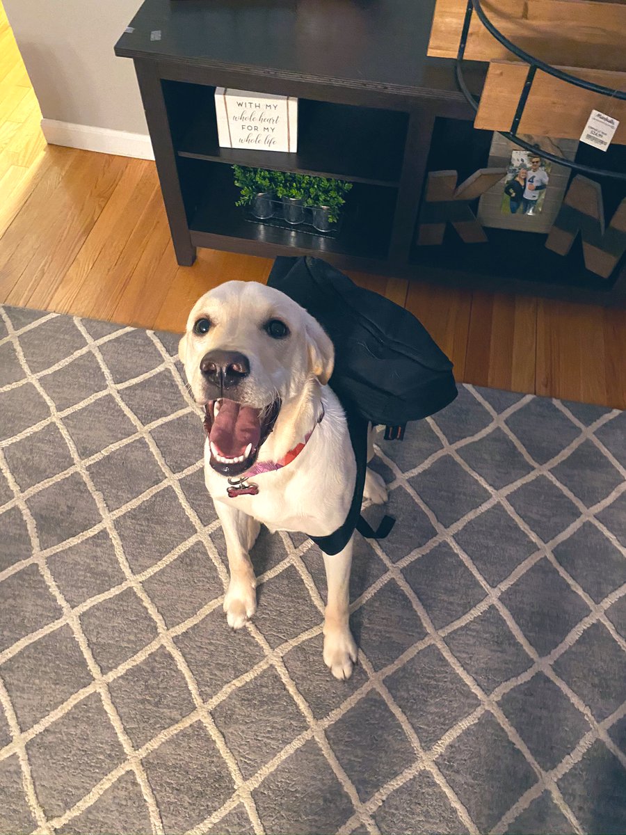 BarrStar11's tweet photo. Hi fans!! Thanks for all the pawsitivity 🥰 https://t.co/vvhqsQpwdB