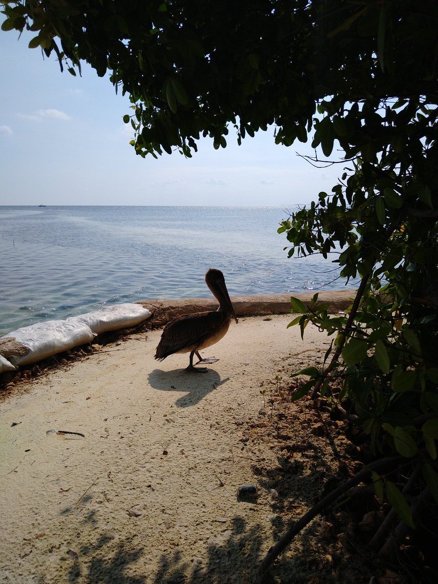 #EducaciónSuperior #Investigación #CongresoInternacionalDeInvestigación <a href="/SEP_mx/">SEP México</a> <a href="/IT_Chetumal/">TecNM - Chetumal</a> #OrgulloMapache <a href="/fermin_carrillo/">Fermín Carrillo</a> <a href="/chetubien/">Comunidad Chetubien</a> <a href="/licsergiochago/">Sergio Chalé Gómez</a> <a href="/Vinc_ITChetumal/">Vinculación TecNM campus Chetumal</a> <a href="/itchDivision/">División de Estudios</a> <a href="/GobQuintanaRoo/">Gobierno Quintana Roo</a> <a href="/M_A_P_P/">Manuel Pech Palacio</a> @melissajuarez__ <a href="/cristinazuetar/">Cris</a> <a href="/TheAlanAlexis/">Alan Alexis Juarez 🔥</a> <a href="/iapqroo/">IAPQROO</a> <a href="/visitchetumal/">Chetumal</a>