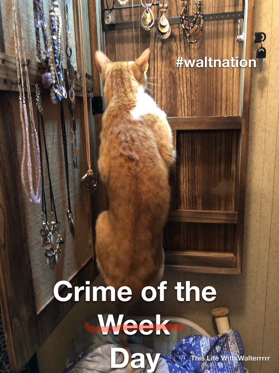 Where’s @TomMorrisJr1 when you need him? 🤣🤣🤣 #criminalcat #thislifewithwalterrrrr #thislifeinthepasture #LivePD