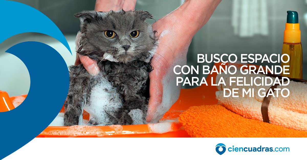 ciencuadras's tweet photo. ¿Tu gato es malhumorado? Encuéntrale aquí el espacio que necesita y celebra el #DíaInternacionalDelGato😺👉🏼 https://t.co/D5s1ttA8Yg https://t.co/XhGoFmKsnh