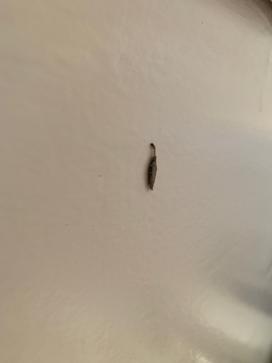 like a smushed leaf with a wiggly tail???