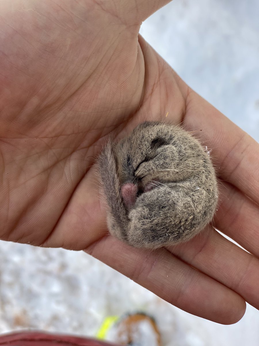 ズリーナ 雪掘ってたらニホンヤマネ出てきたw 凄くかわいい まだ寒いからゆっくりお休み