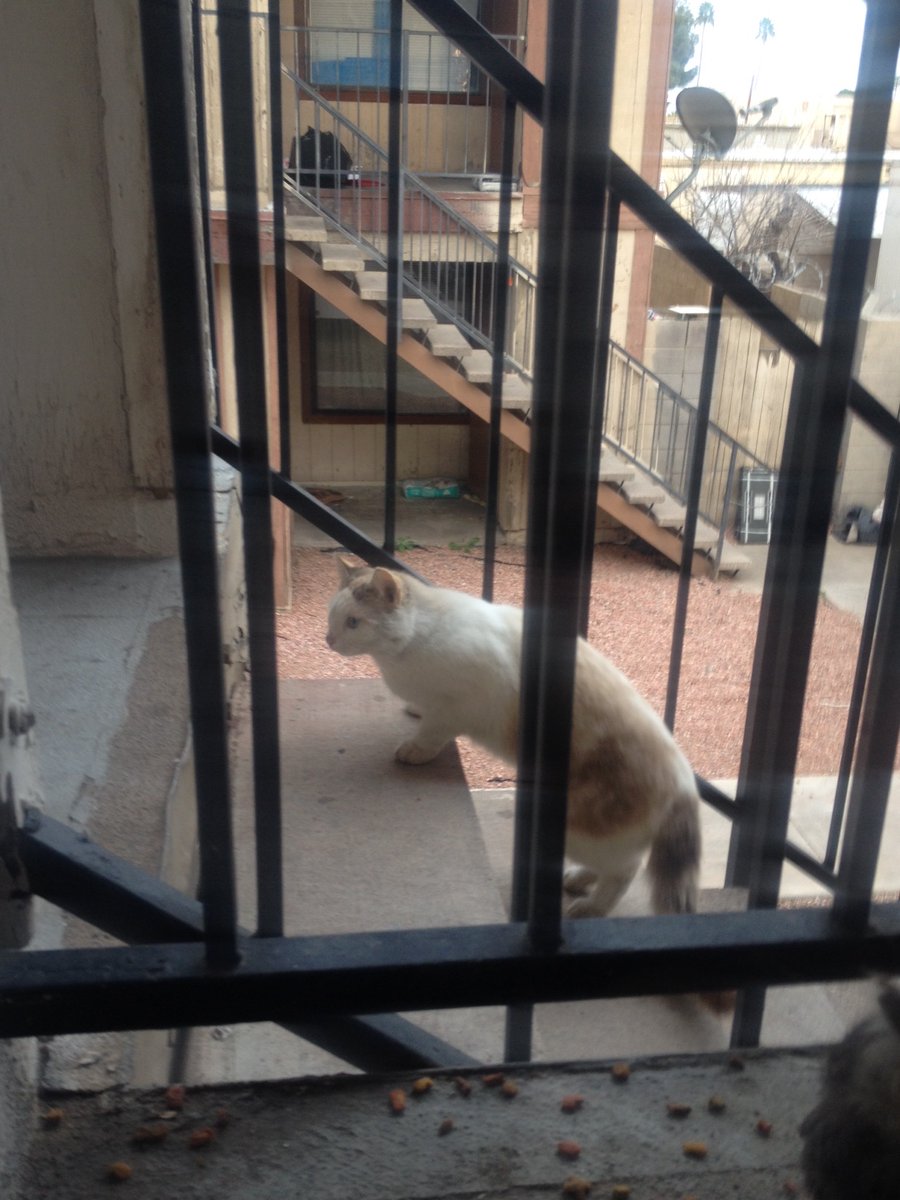 BeemanJay's tweet photo. This newcomer to the West Phoenix Flophouse & Kibble Kitchen For Wayward Felines showed up today for a bite to eat during evening feed. What do you all think we should call her? #cats #CatsOfTwitter #TNR #communityCats #NameThatKitty #feralCats #strayCats #streetCats #toughLives https://t.co/CpQz5um1FX