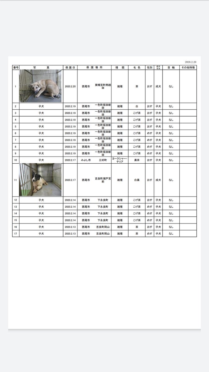 浪速のプーちん 愛知県動物保護管理センター 迷子犬 レスキュー 1 男 雑種 保護月日場所 2 西尾市 2 男 雑種 保護月日場所 2 17 西尾市 他15匹子犬収容 迷子犬 一時保護急募 里親急募 愛知県 雑種犬 保健所 犬