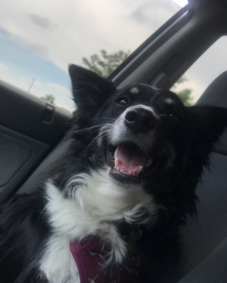 AlexissKay's tweet image. Apparently its national pet day 🤔 You can definitely tell who likes getting their picture taken 🙂