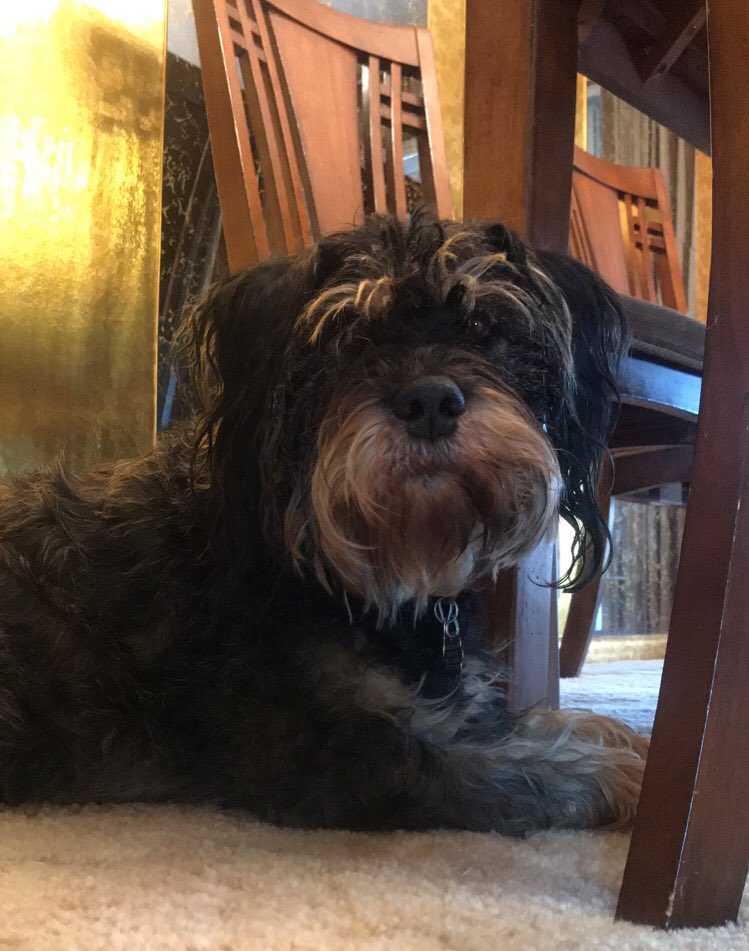 AlexissKay's tweet image. Apparently its national pet day 🤔 You can definitely tell who likes getting their picture taken 🙂