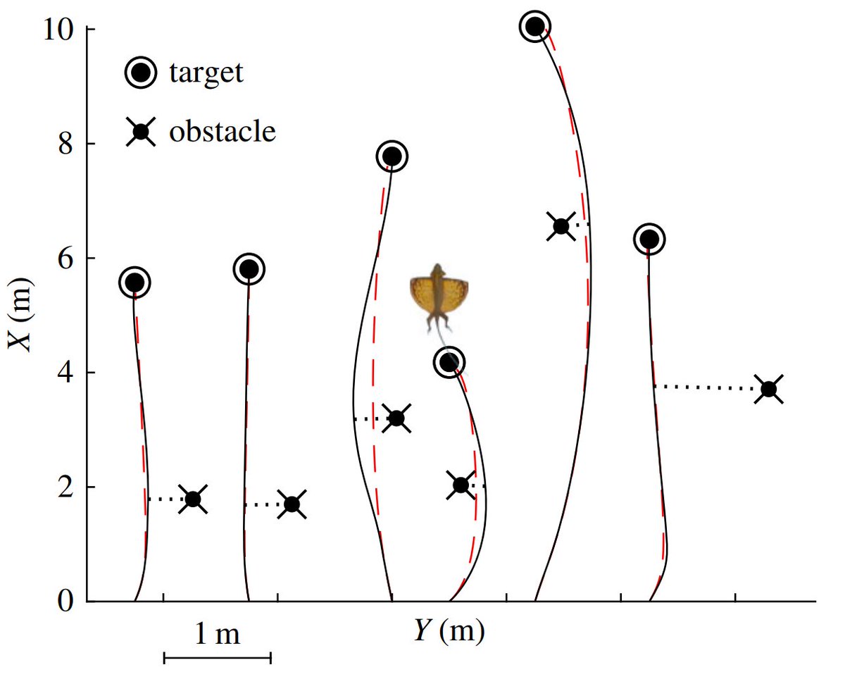 NicholasWuNZ's tweet image. Awesome study by @prnvkhndlwl showing how gliders execute collision-free flight over varying distances to reach their intended target: royalsocietypublishing.org/doi/10.1098/rs… #herpsci