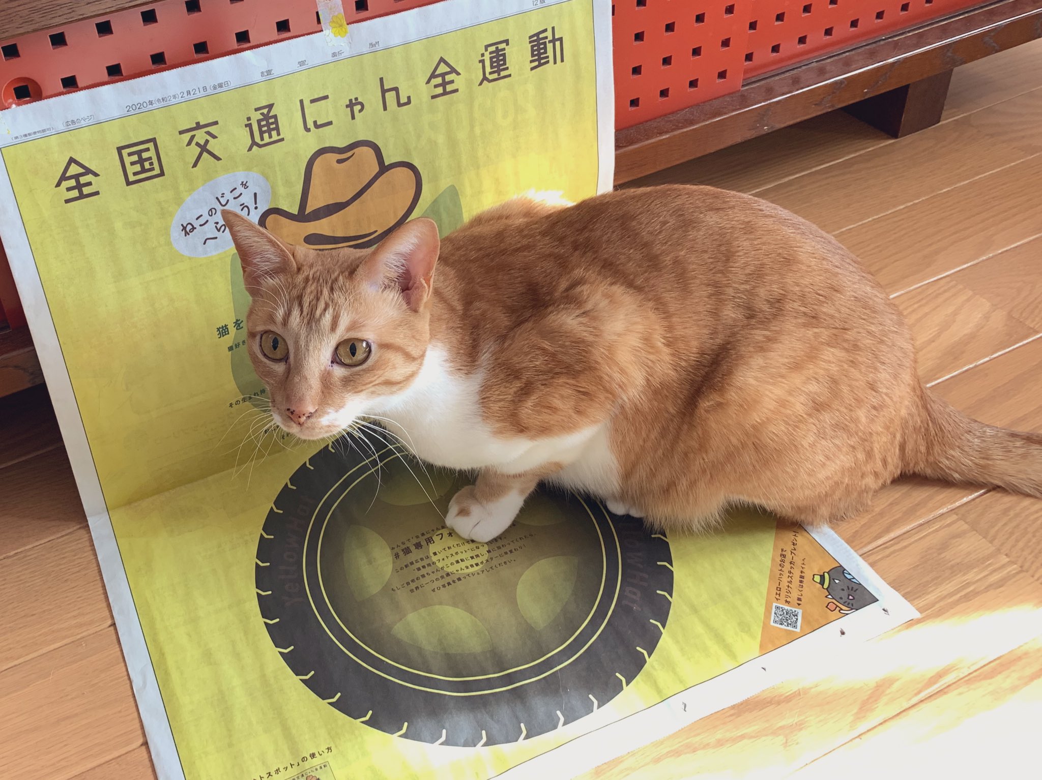 パッチ 新聞に面白い広告が まはろ上に乗るも 大きすぎてはみ出てますよ 猫専用フォトスポット 全国交通にゃん全運動 猫の日 T Co Ta8pnsrsqa Twitter