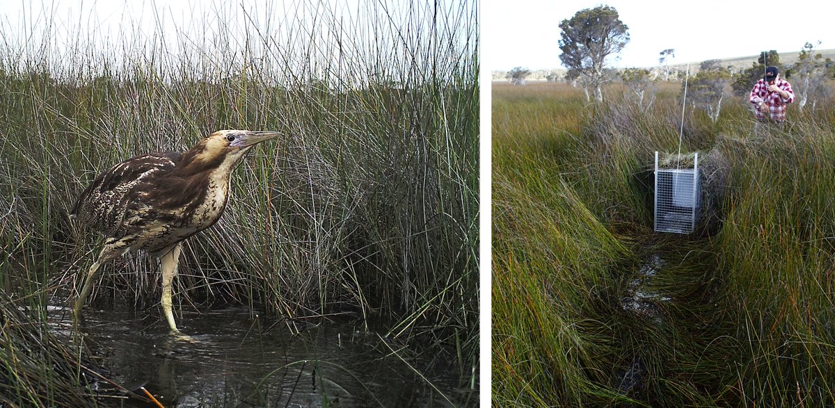 Science_DBCA's tweet photo. Preventing the “Boom” from becoming a bust:
@science_DBCA staff are working with @BirdlifeOz to study the boordenitj (Australasian bittern), a cryptic wetland-dependent species with a distinctive booming call. #WildOz #ScienceOurWA https://t.co/uhYEPPbSgx